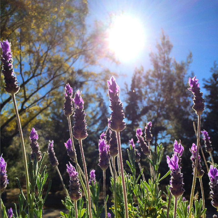 lavender aromatherapy
