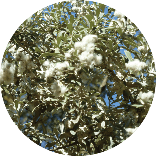 Leleshwa - Essential Oil