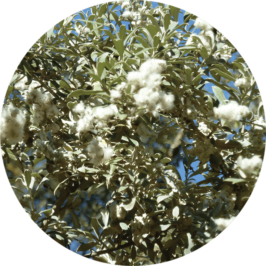 oil of sage