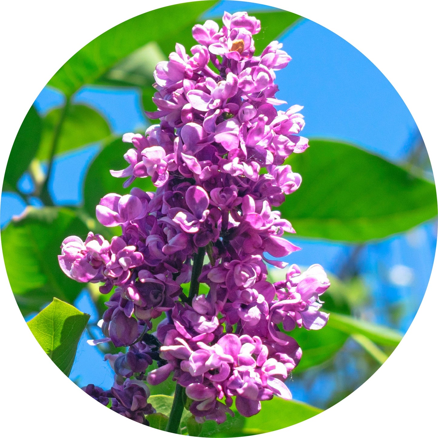 Lilac Attar - Essential Oil