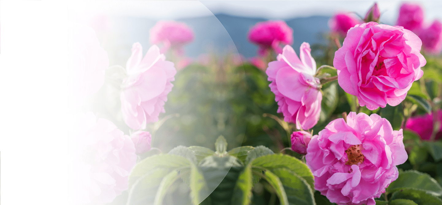 Pink flowers with green leaves on a natural background