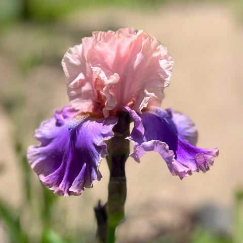 orris root