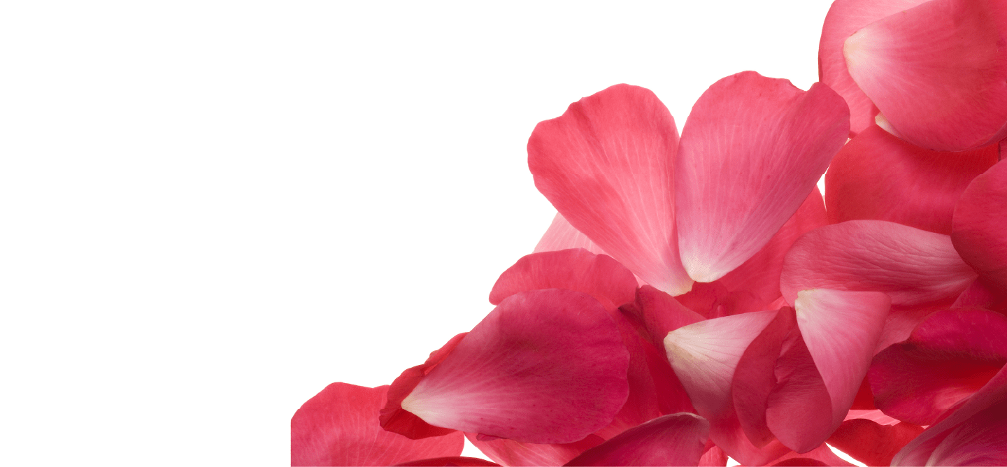 Close-up of pink rose flower petals on a white background