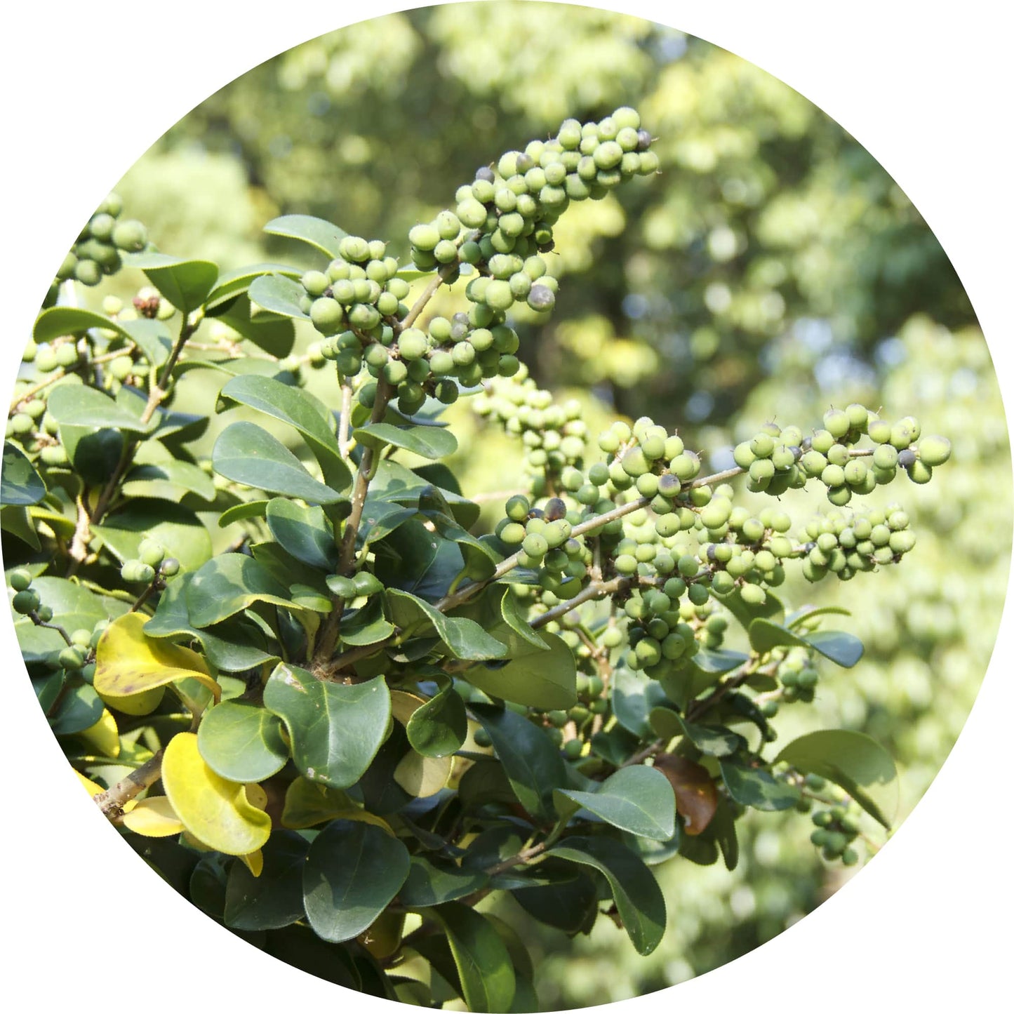 Opopanax - Essential Oil
