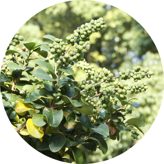 Opopanax - Essential Oil