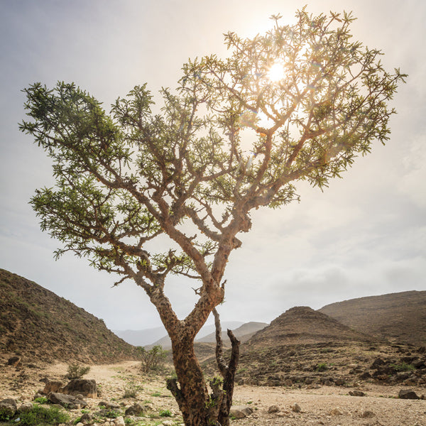 sacred frankincense