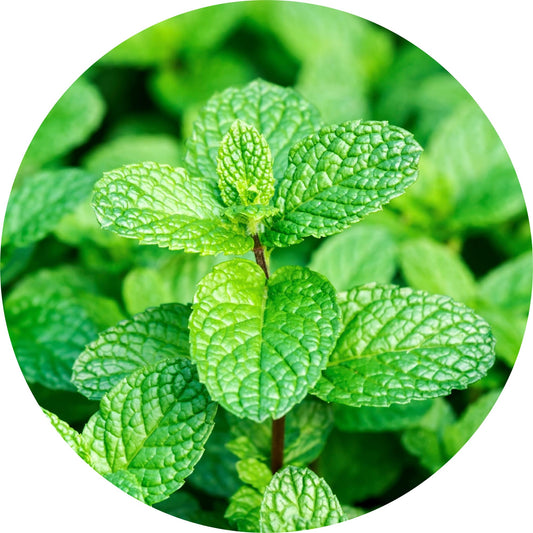 Peppermint Willamette - Essential Oil
