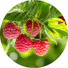 Load image into Gallery viewer, Raspberry Leaf Absolute