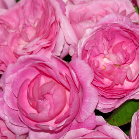 rose essential oil