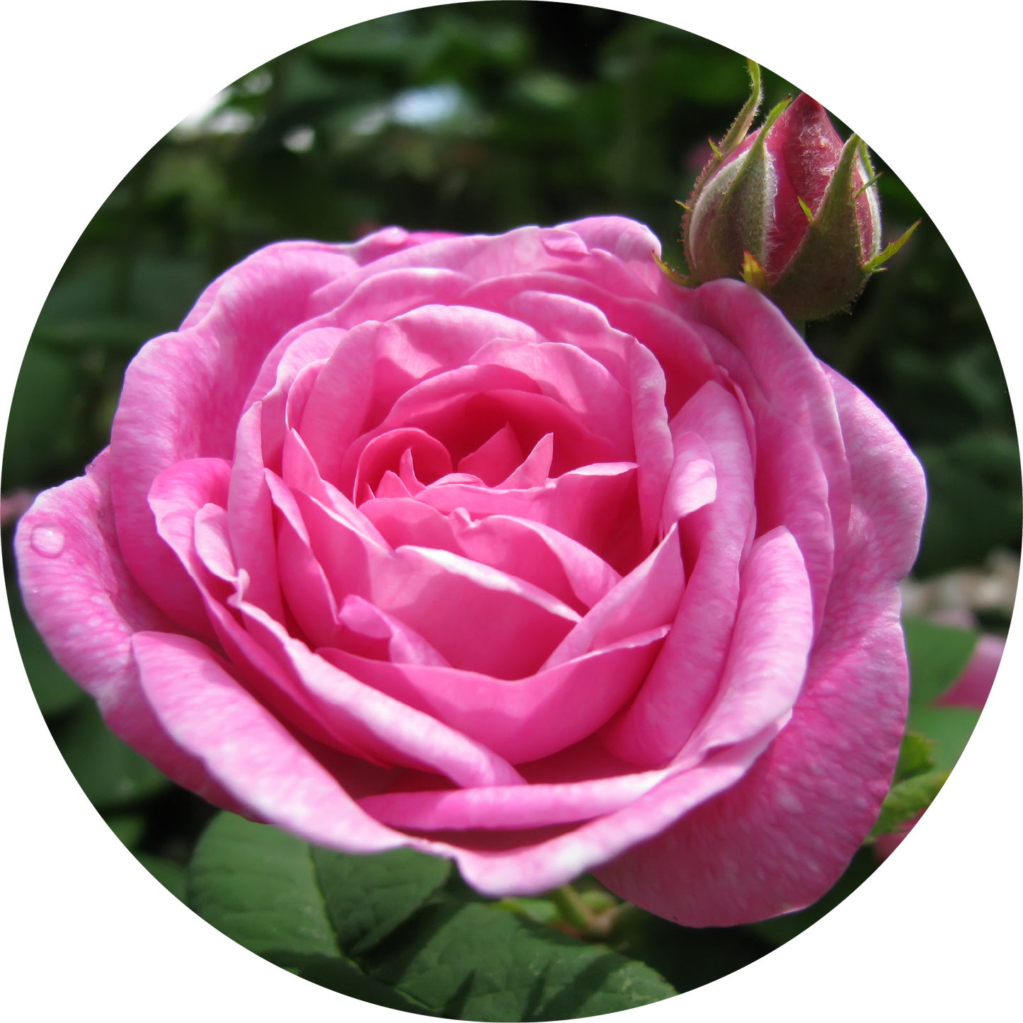 Rose Otto, Ruh Gulab - Essential Oil