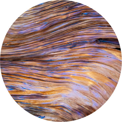 Sandalwood - Absolute