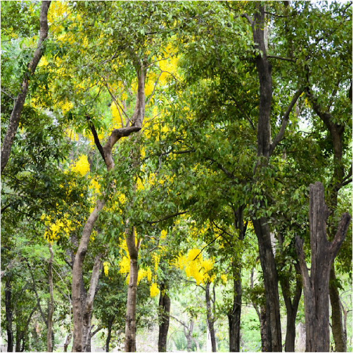 benefits of sandalwood essential oil
