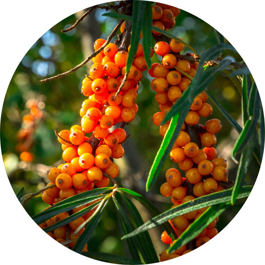 Seabuckthorn - Carrier Oil