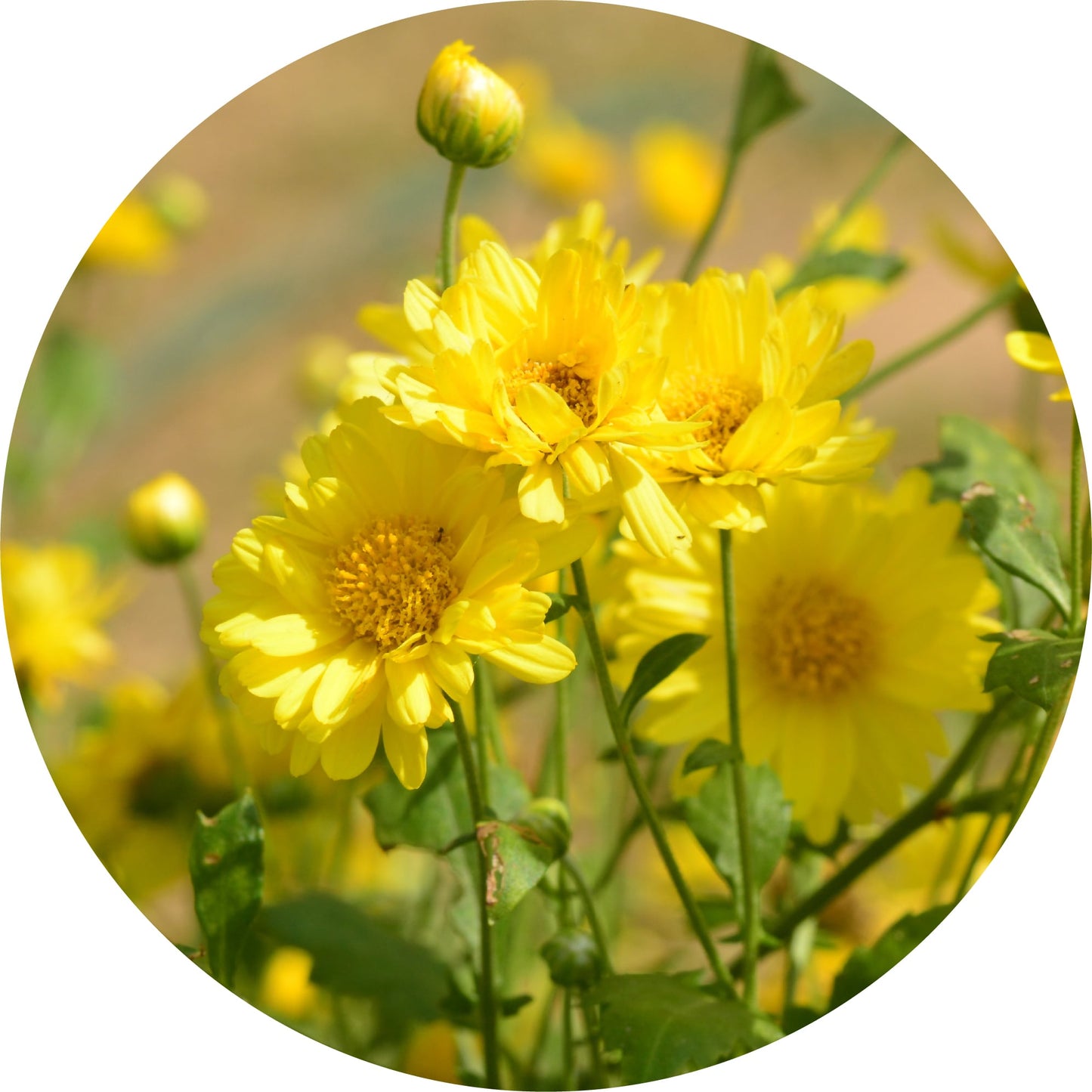 Daisy, Sun Gold - Essential Oil
