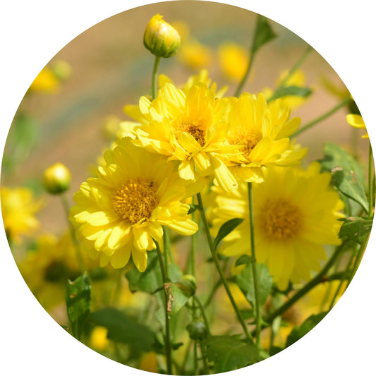 Daisy, Sun Gold - Essential Oil