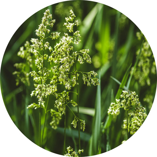 Sweet Vernal Grass - Absolute