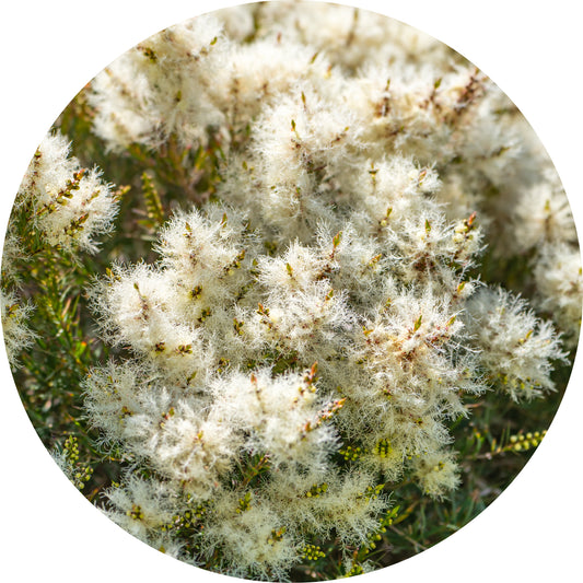 Tea Tree - Essential Oil