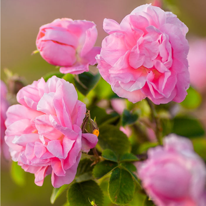 rosacea natural treatment