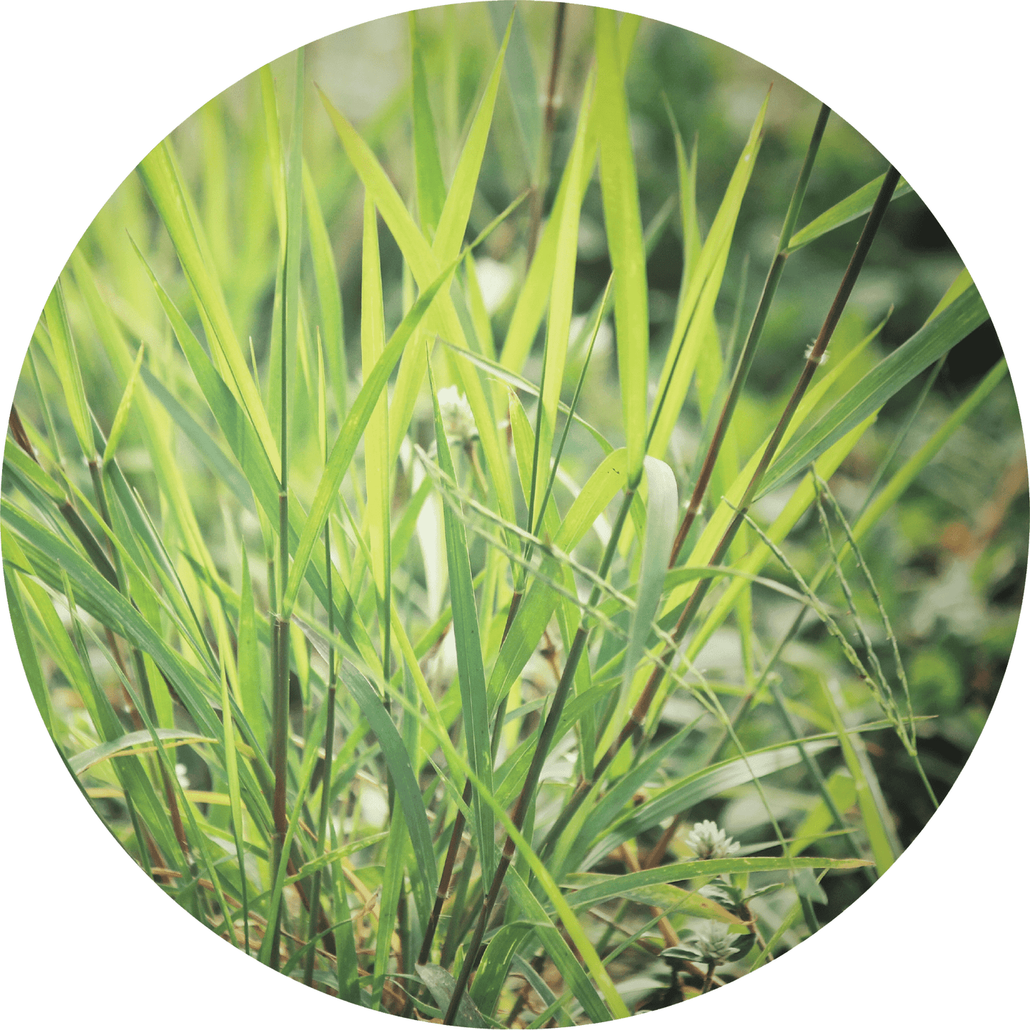 Vetiver, Ruh Khus - Essential Oil