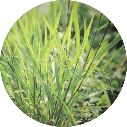 Vetiver, Ruh Khus - Essential Oil