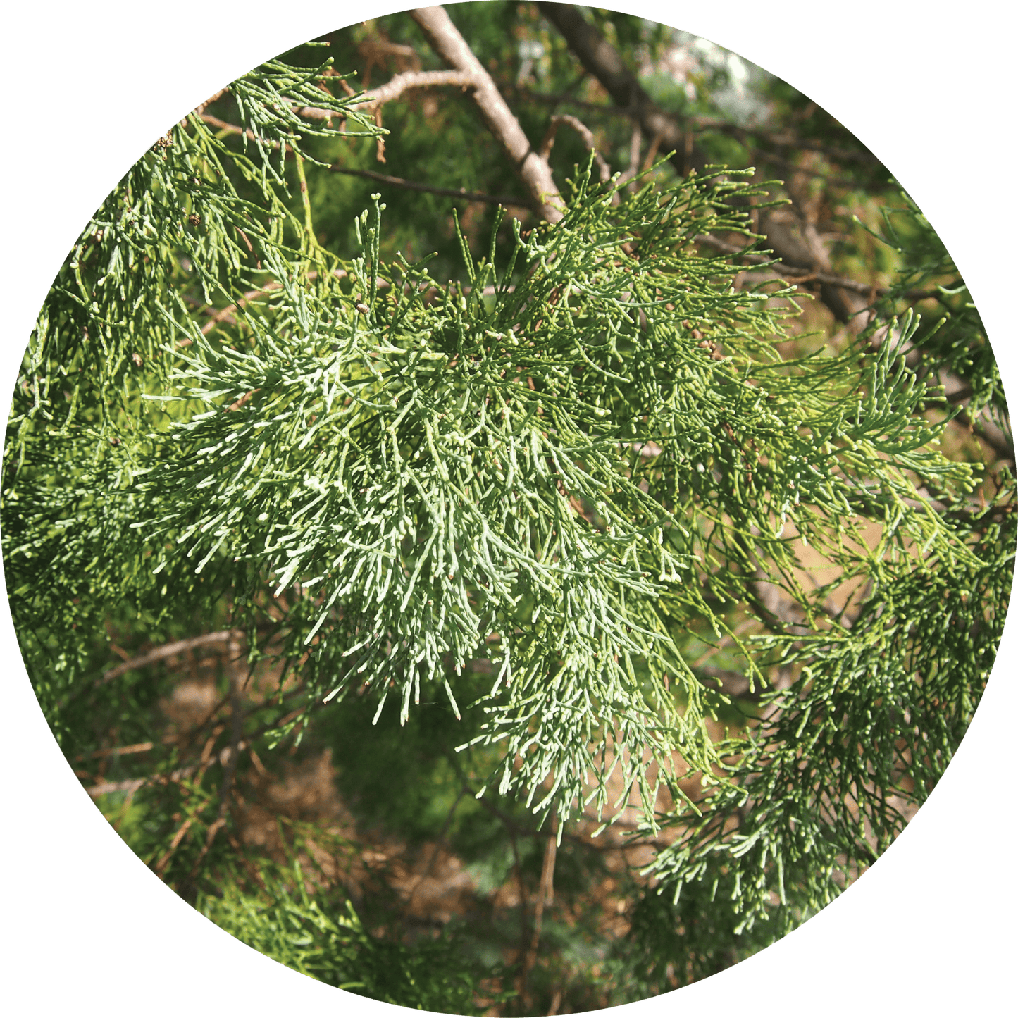 Cypress Leaf, White - Essential Oil