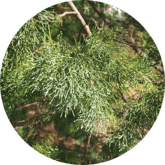 Cypress Leaf, White - Essential Oil