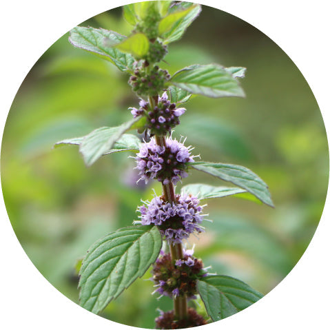 mint essential oil