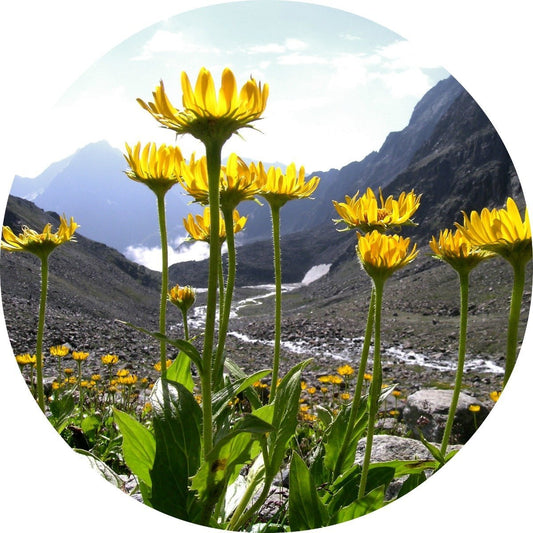 Arnica Flower - Carrier Oil