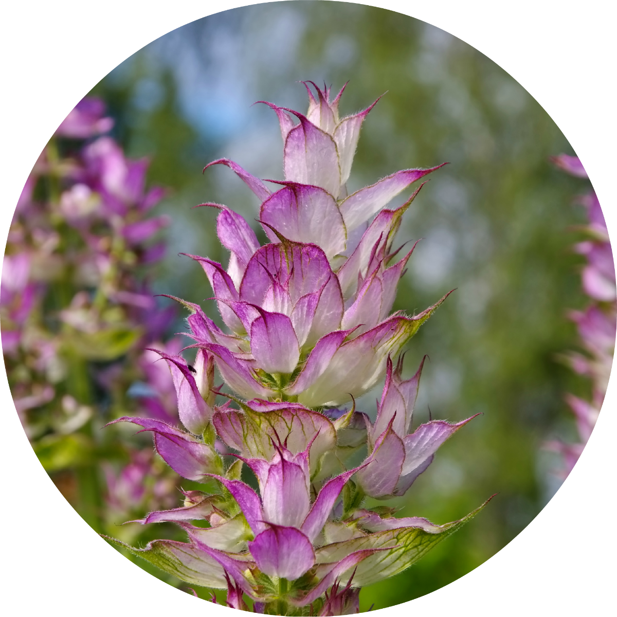 clary sage essential oil