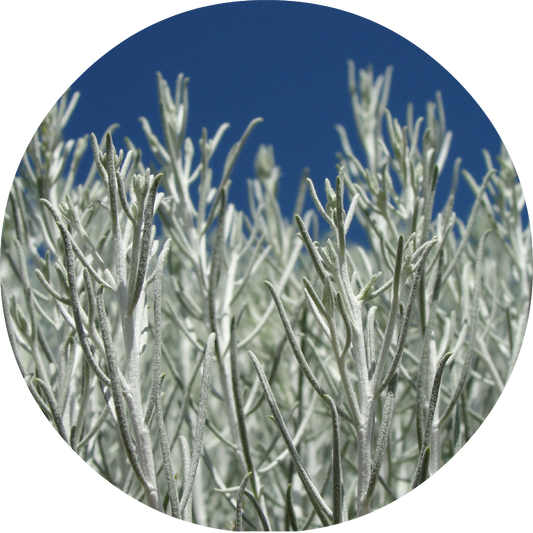Sage, Desert - Essential Oil VIP