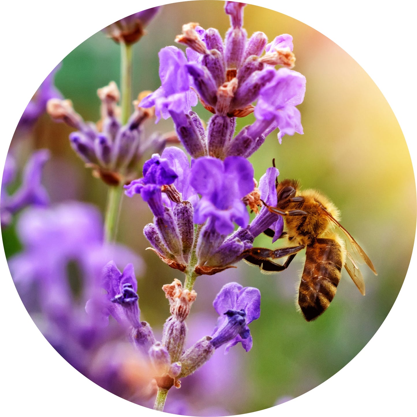 Lavender, French Fine - Essential Oil
