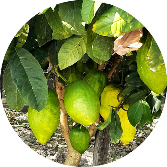 Citron - Essential Oil