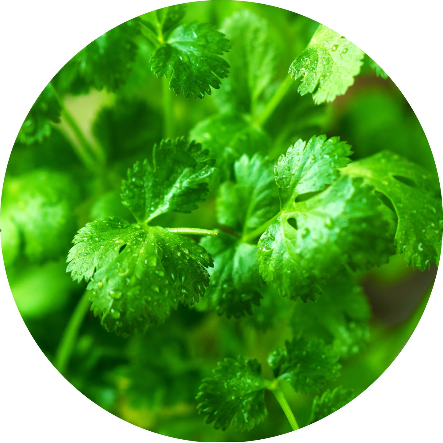 Cilantro Leaf - Essential Oil
