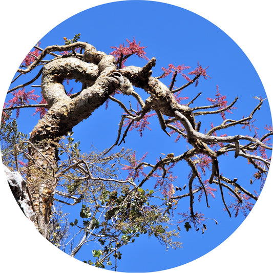 Frankincense, Rivae - Essential Oil