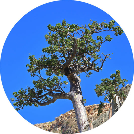 Frankincense, Frereana - Essential Oil