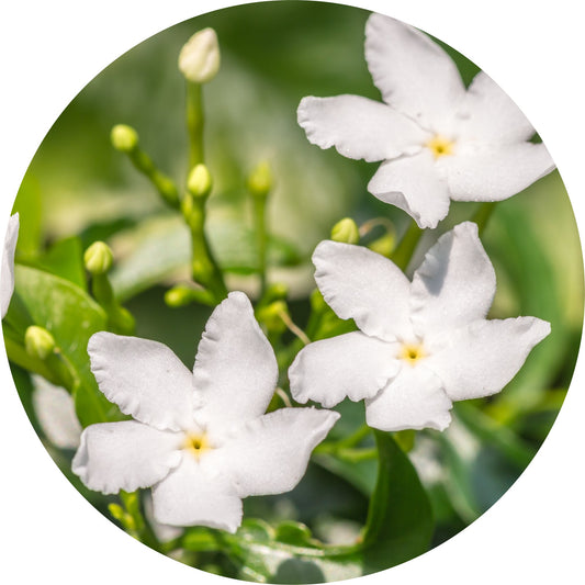 Jasmine Otto, Royal - Essential Oil