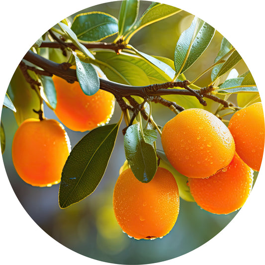 Kumquat - Essential Oil