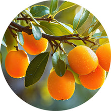 Load image into Gallery viewer, Kumquat Essential Oil