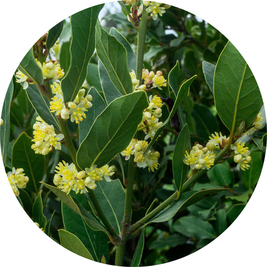 Laurel - Essential Oil