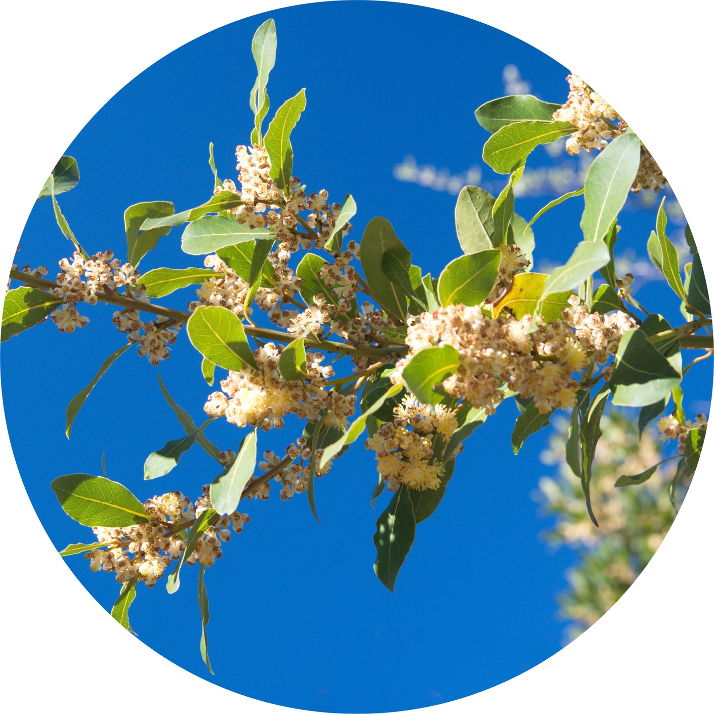 Laurel - Essential Oil