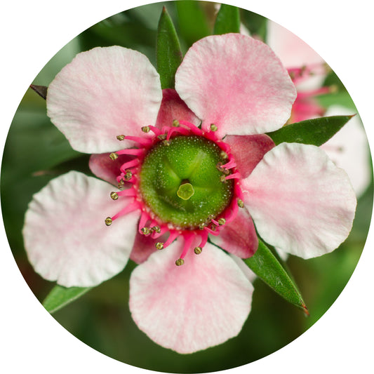 Manuka - Essential Oil