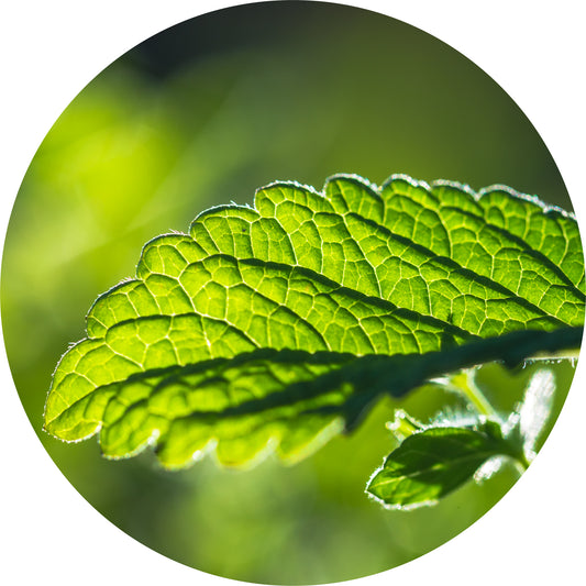 Melissa - Essential Oil