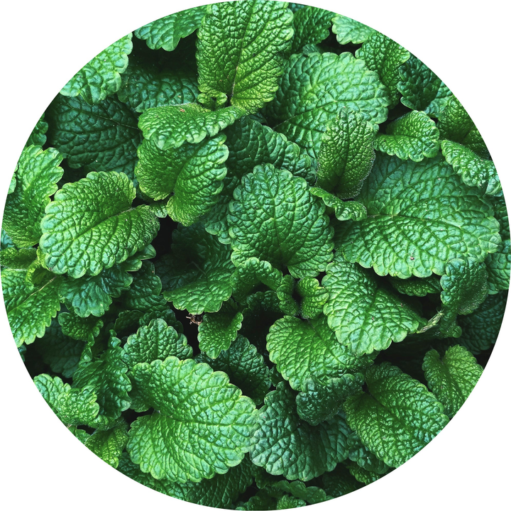 Mint, Mountain Essential Oil