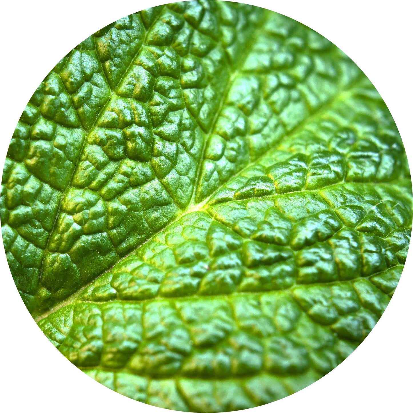 Mint, Mountain - Essential Oil