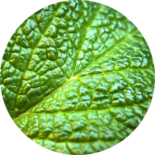 Mountain Mint - Essential Oil