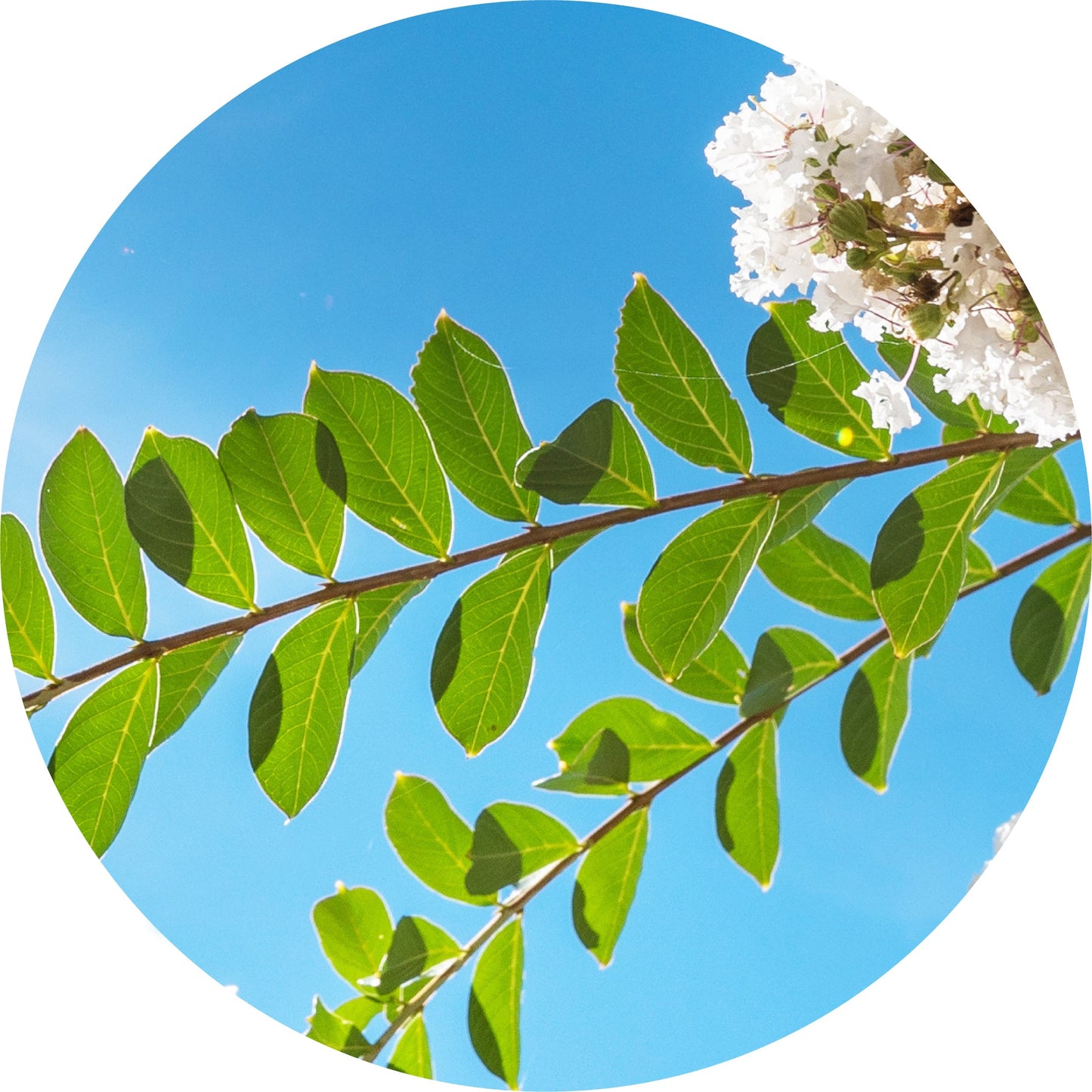 Myrtle, Mountain - Essential Oil