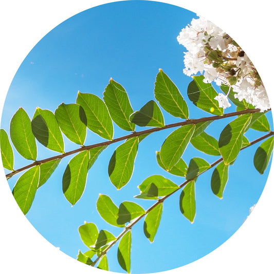 Myrtle, Mountain - Essential Oil