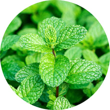 Load image into Gallery viewer, Peppermint Willamette Essential Oil