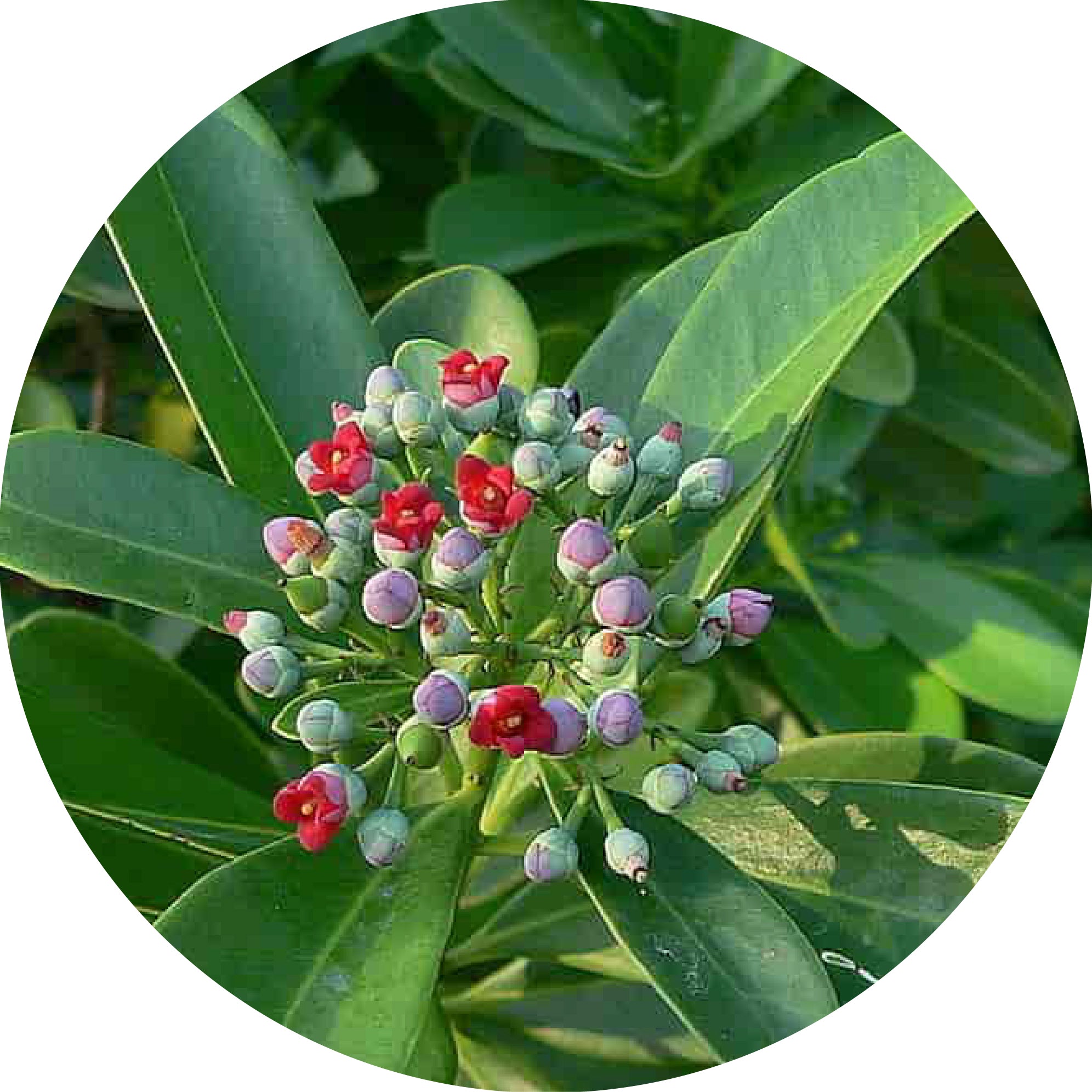 Saro - Essential Oil – Living Libations INT