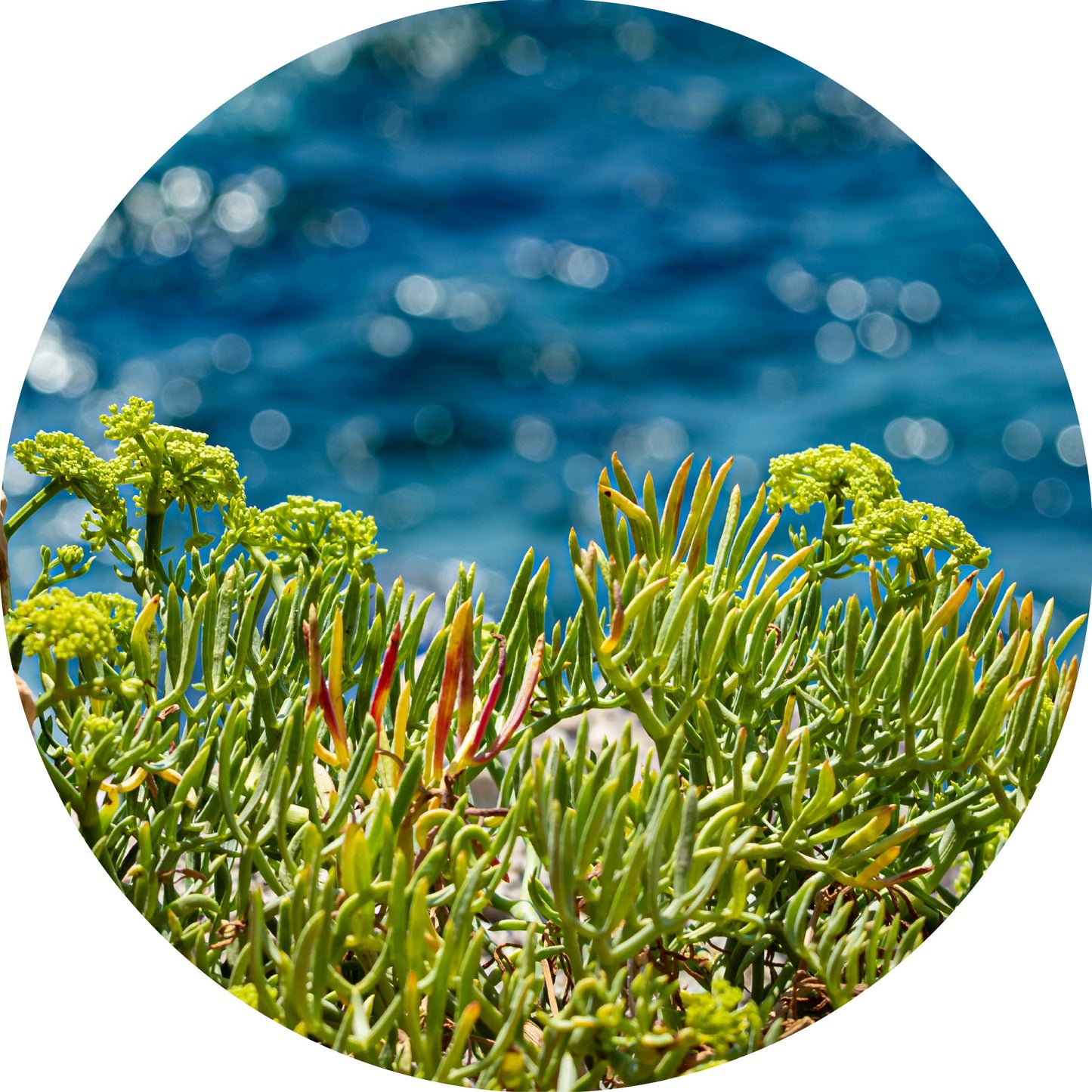 Sea Fennel - Essential Oil